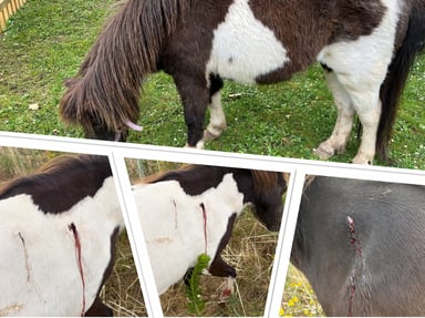 🐴 Soutenons Emma, notre ponette blessée par balles🐴