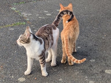 Une vie douce pour Patoune & Tornade