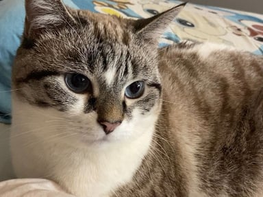 SAUVONS SYRA : Elle étouffe et a besoin d’une opération vitale 🐾