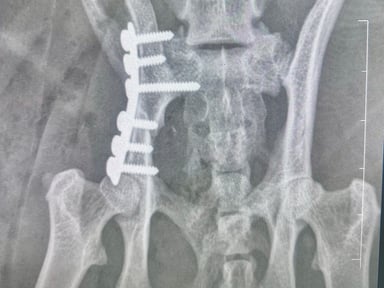 Frais de chirurgie vétérinaire d’Octavia