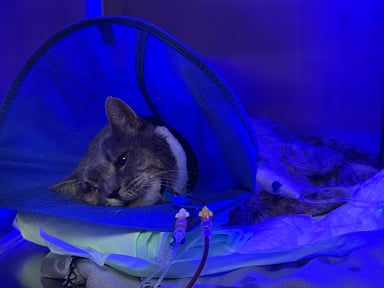 Aidons notre chat après son accident