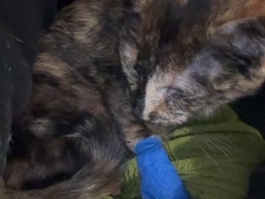 Aidez Naya à retrouver l’usage de sa patte