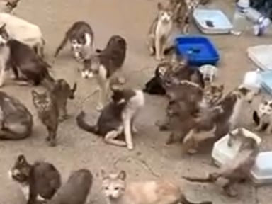 Sauvetage de 19 chats besoin de soins