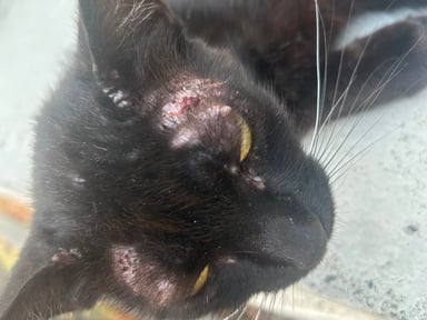 Aidez et soigner petit chat noir sur Cugnaux