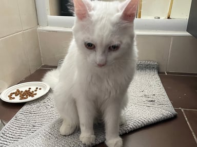 🐾 Aidez Ange à financer ses premiers soins et à prendre un nouveau départ. 🐾