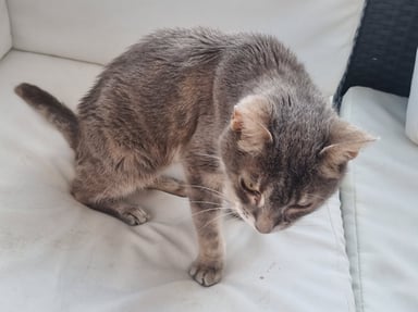 Urgent : Un coup de pouce pour soigner ma petite minette