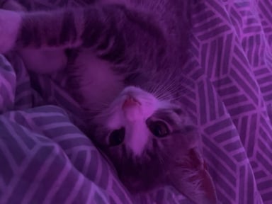 frais vétérinaires pour mon chaton décéder