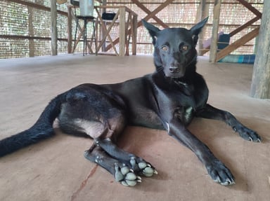 Sauvons Hercule, le chien abandonné sur une île déserte au Cambodge