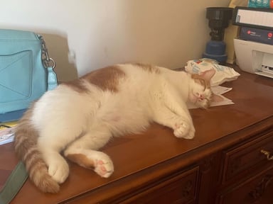 cagnotte pour Foufi, chat cardiaque