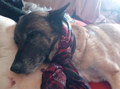 Pour amputer ma chienne