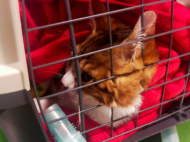 Sauvons Tigro, chat de 5 mois tombé du 10eme étage