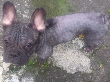 Urgent Boubou abandonné à besoin de votre aide aide pour se soigner