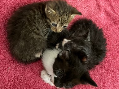 Aidez-nous à sauver 3 chatons abandonnés