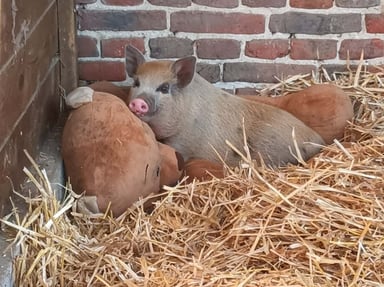 Une nouvelle vie pour Bacon victime d'un abandon