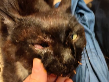 Aidons ce petit chat à retrouver une vie digne