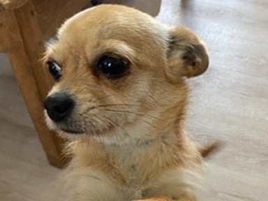 Urgence : une petite chihuahua trouvée, enceinte,  a besoin de votre aide !