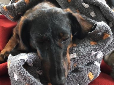 Emergency Spine Surgery for our Beloved Dog Bella