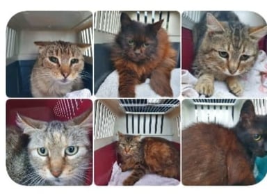 AIDE FRAIS VETERINAIRES