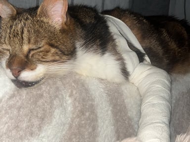 Pour Nala 💗