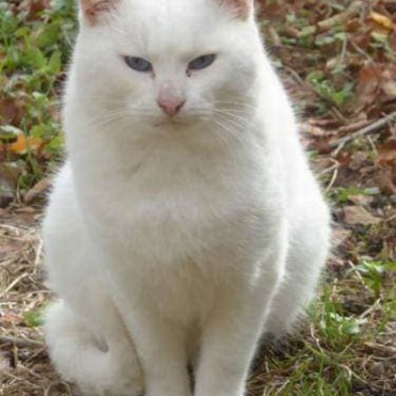 AVATAR_ALT_TEXT