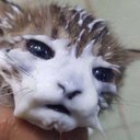 AVATAR_ALT_TEXT