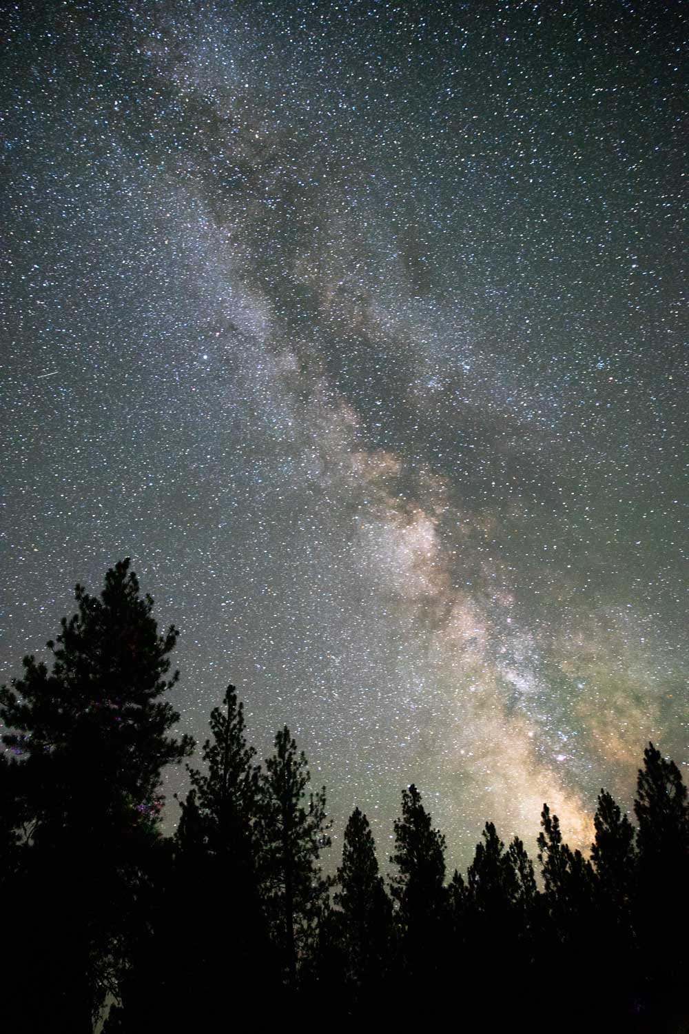 The Milky Way rising over a dark pine ridge