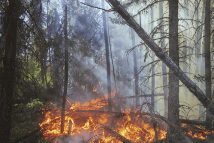 Pourquoi le débroussaillement est crucial pour votre assurance habitation