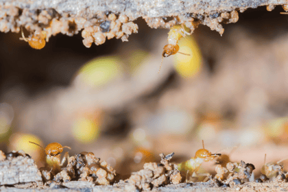 Comprendre l'importance du diagnostic état parasitaire dans la vente immobilière