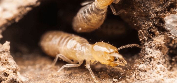 Termites : les avantages d'une barrière physique