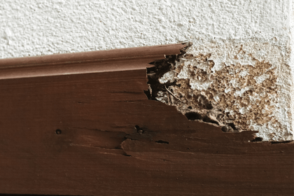 Les diagnostics immobiliers essentiels : focus sur le diagnostic termites et l’état parasitaire