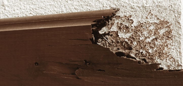 Les diagnostics immobiliers essentiels : focus sur le diagnostic termites et l’état parasitaire