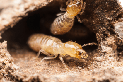 Quelles sont les zones à risque pour une infestation de termites