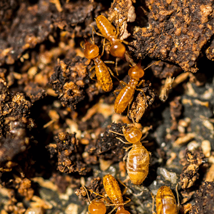 Diagnostic termites : Activ’ Expertises Val d’Europe réalise votre diagnostic termites