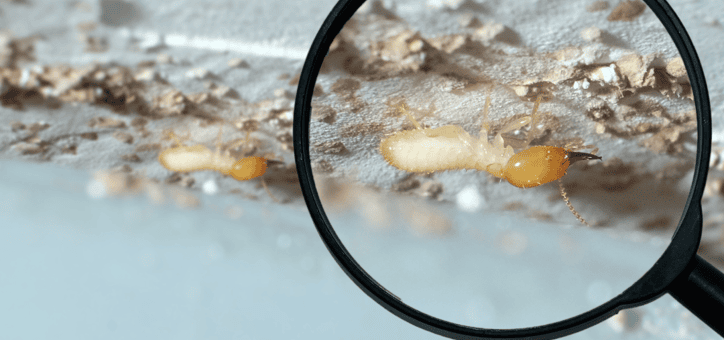 Comprendre le diagnostic état parasitaire