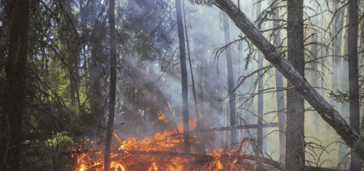 Comment optimiser le débroussaillement de votre propriété