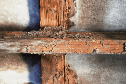 L'importance du diagnostic état parasitaire dans les transactions immobilières