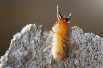 Termites : Les Erreurs Courantes Lors du Traitement