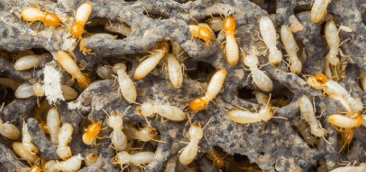 Termites : que faire en cas de voisinage infesté