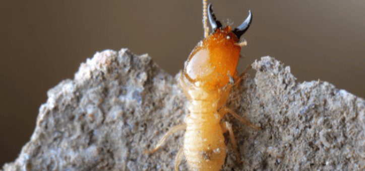 L'importance de la vigilance face aux termites