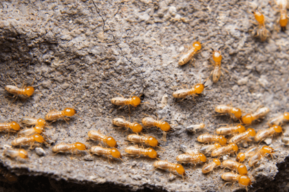Les solutions naturelles pour éloigner les termites