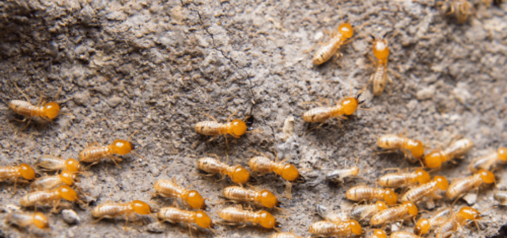 Les solutions naturelles pour éloigner les termites