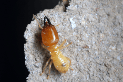 Termites : une menace pour votre patrimoine immobilier en France