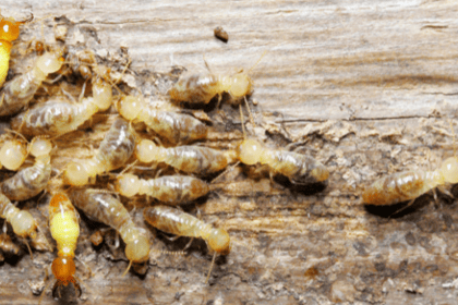 Termites : Que Faire en Cas de Réinfestation
