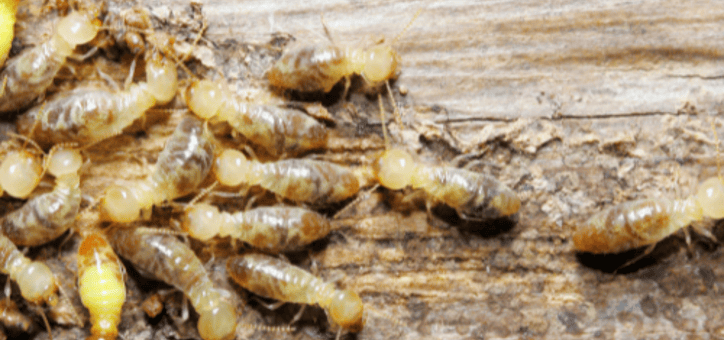 Termites : Que Faire en Cas de Réinfestation