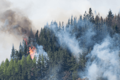 Les différentes méthodes de débroussaillement et leurs avantages