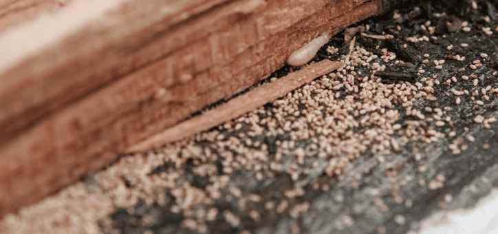 Comprendre les obligations de diagnostic immobilier : termites et autres parasites