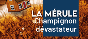 Immobilier : la mérule, un champignon dévastateur