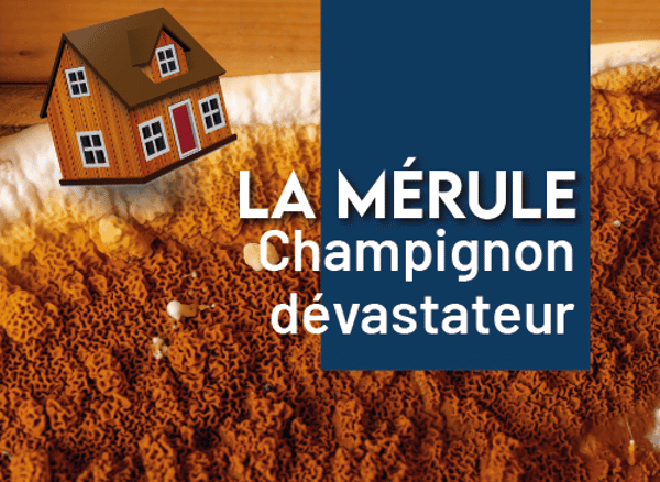 Immobilier : la mérule, un champignon dévastateur
