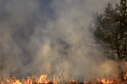 Les meilleures stratégies pour un débroussaillement optimal
