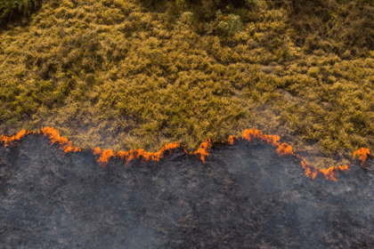 Débroussaillement : prévenir les incendies de forêt